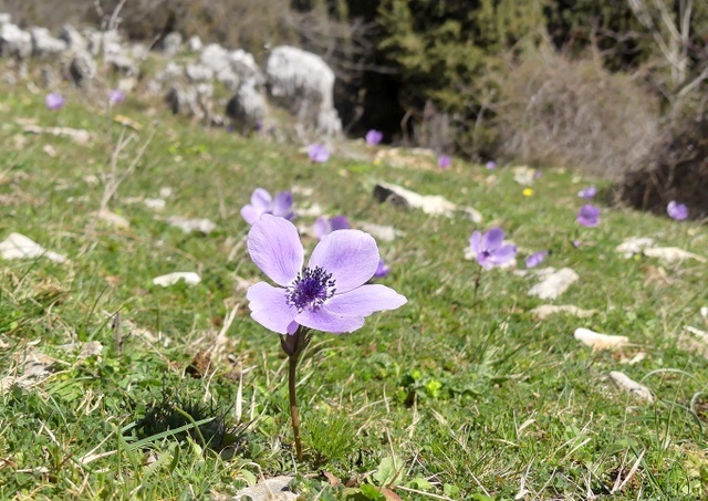 Dactylorhiza romana e prime fioriture tra Lazio e Campania - marzo 2023.